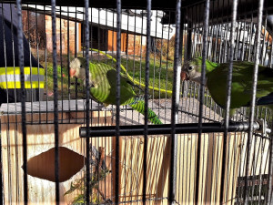 S rozsáhlým požárem výrobny briket bojovalo 14 jednotek hasičů, z hořícího objektu zachránili čtyři papoušky