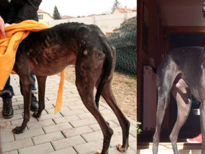 Někteří psi projdou neuvěřitelnou proměnou