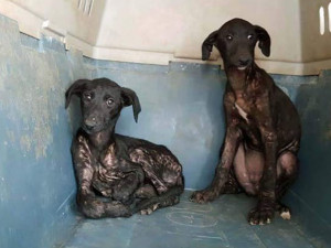 Na ulici končí i štěňata