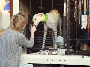 Do Česka přijíždějí psi očkovaní, očipovaní a na vše dohlíží i veterina, foto: Lenka Pokorná