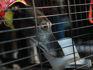 Jako u psů z českých útulku i tady platí, že o ty s černou srstí je menší zájem, foto: Lenka Pokorná