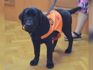 Pozor, štěně ve výcviku. Budoucí psí asistentka pilně trénuje v prostorách městského úřadu