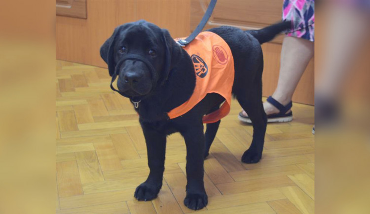 Pozor, štěně ve výcviku. Budoucí psí asistentka pilně trénuje v prostorách městského úřadu