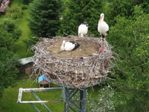 Adoptovaný čáp ze čtveřice osiřelých a mediálně známých sourozenců je už na cestě do teplých krajin