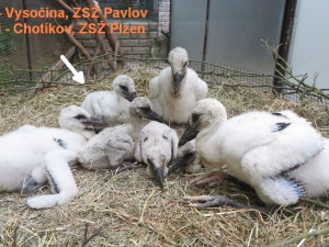 Adoptovaný čáp ze čtveřice osiřelých a mediálně známých sourozenců je už na cestě do teplých krajin