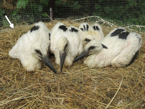 Adoptovaný čáp ze čtveřice osiřelých a mediálně známých sourozenců je už na cestě do teplých krajin