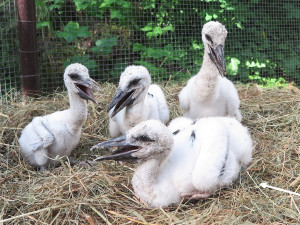 Adoptovaný čáp ze čtveřice osiřelých a mediálně známých sourozenců je už na cestě do teplých krajin