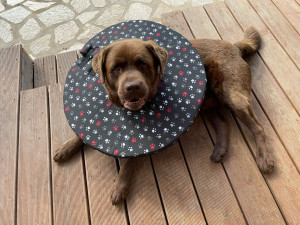 Tento límec pejskům nevadí