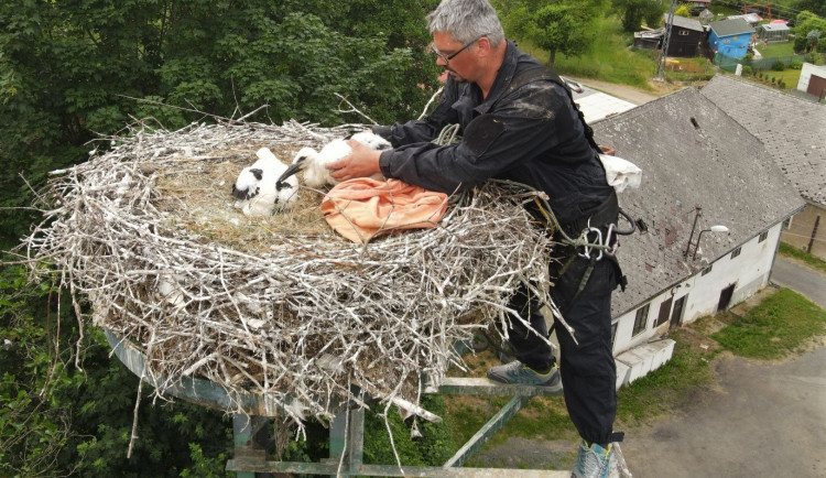 Adopce tohoto mláděte z Valče na Vysočině do hnízda ve Kdyni na Domažlicku se vydařila. Čáp už je na cestě do teplých krajin.