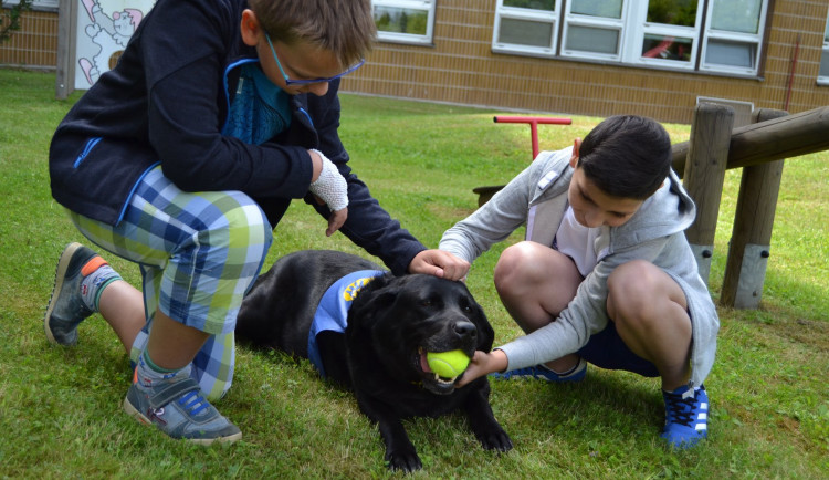 Fakultní nemocnice shání posilu, podmínku jsou čtyři packy, čistý kožíšek a dobrá nálada