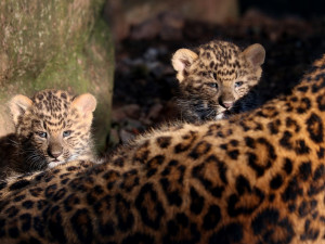 Dvojčata levhartů se mají v plzeňské zoo čile k světu, návštěvníkům se ukazují zejména v podvečer