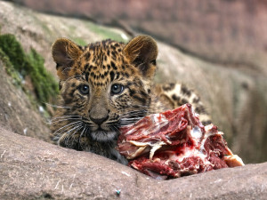 Dvojčata levhartů se mají v plzeňské zoo čile k světu, návštěvníkům se ukazují až v podvečer