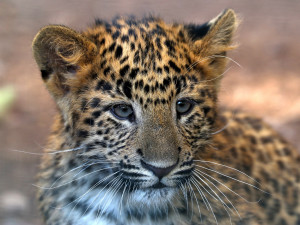 Dvojčata levhartů se mají v plzeňské zoo čile k světu, návštěvníkům se ukazují až v podvečer