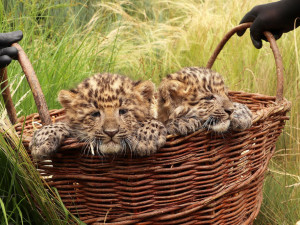 Chen a Chang ještě jako velmi malá koťátka