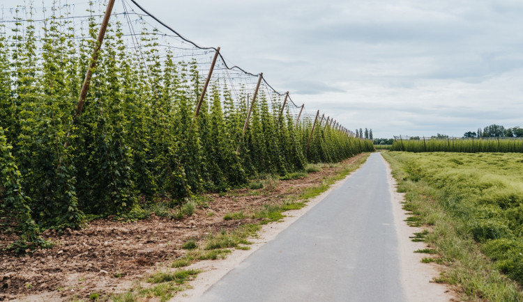 Giganti z oblasti pivovarnictví a technologií spojili experty z celého světa na pomoc českému chmelu