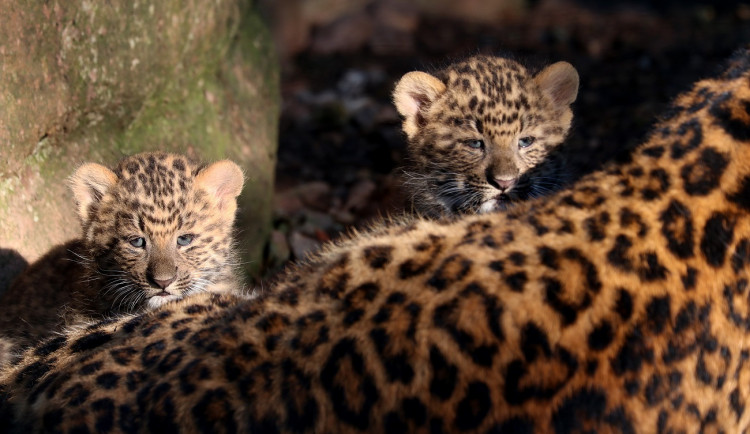 Dvojčata levhartů se mají v plzeňské zoo čile k světu, návštěvníkům se ukazují až v podvečer