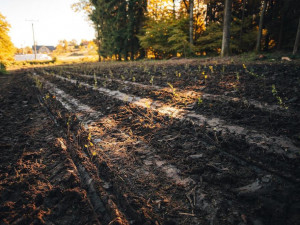 EG.D zavádí řízenou výsadbu rostlin kolem vedení. Má minimalizovat kácení kvůli dodržení ochranného pásma