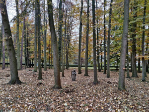 Ústřední hřbitov nabízí pozůstalým nový způsob pohřbívání, popel uloží ke kořenům stromu
