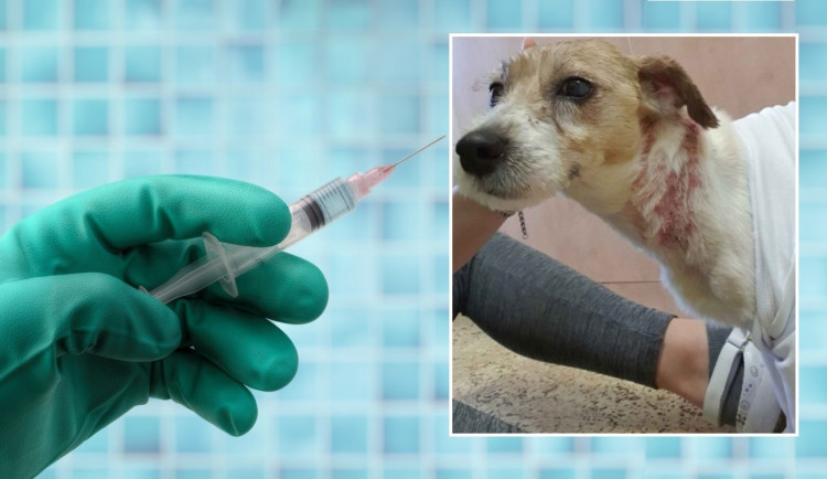 Student medicíny způsobil svému psovi nesmírné utrpění a tvrdí, že ho jen léčil