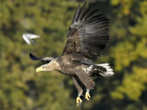 Mladí orli z Plzeňského kraje se rozletěli do světa, uzdravený Pařátek zůstává v zemích na severu