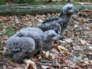 Mládě orla dostalo kroužek ještě na hnízdě na Tachovsku