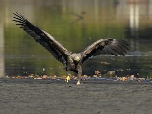 Mladého orla z Tachovska teď vyfotografoval ornitolog Jan Ševčík na jihu Čech