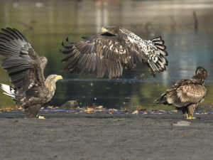 Mladého orla z Tachovska teď vyfotografoval ornitolog Jan Ševčík na jihu Čech