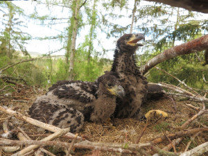 I toto mládě našlo po opuštění rodného hnízda nový domov v Jihočeském kraji