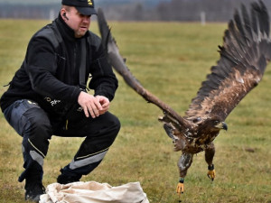 Karel Makoň vypouští Pařátka vybaveného vysílačkou