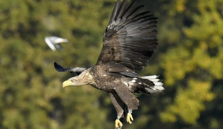 Mladého orla z Tachovska teď vyfotografoval ornitolog Jan Ševčík na jihu Čech