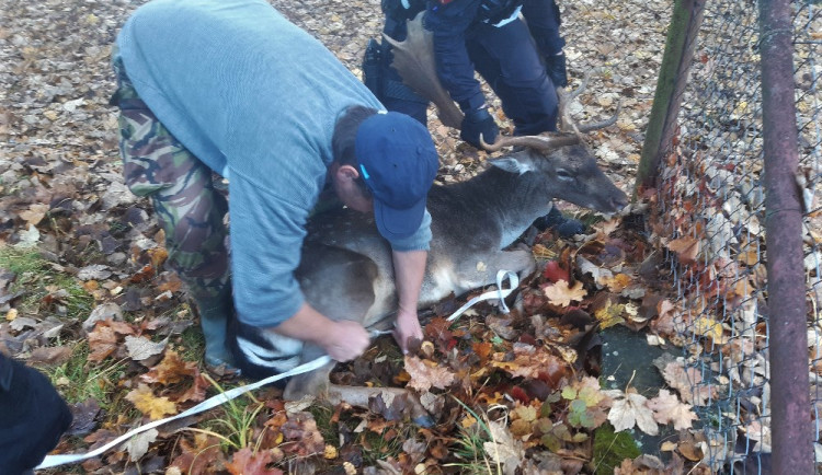 Daňka se nakonec podařilo uspat