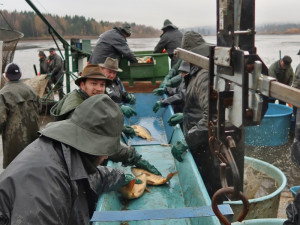 Výlov Dolejšího Padrťského rybníka