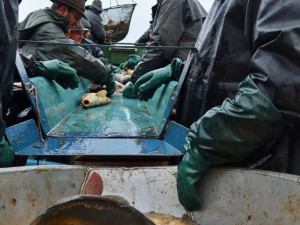 Výlov Dolejšího Padrťského rybníka