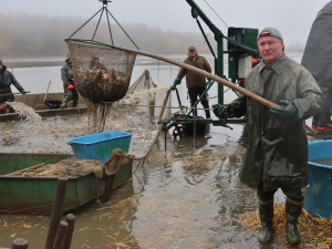 Výlov Dolejšího Padrťského rybníka