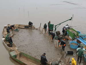 Výlov Dolejšího Padrťského rybníka