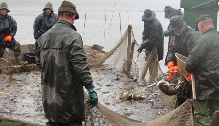 Výlov Dolejšího Padrťského rybníka