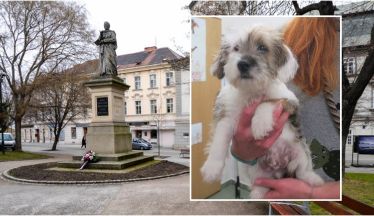 Bezdomovkyně vrazila ženě do náručí štěně, malý Keksík je zatím v útulku