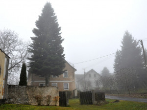 Strom rostl před domem 40 let až do dnešního rána