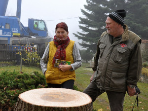 Manželé Křížovi věnovali svoji jedli obrovskou občanům Plzně
