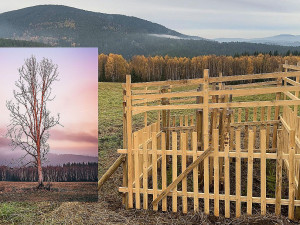 Svého mladého následovníka už má ikonický šumavský strom, který se stal v říjnu obětí vichřice