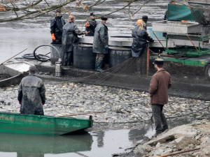 Drahotínský rybník je historickým majetkem města Plzně, leží severně od obce Zruč-Senec, rozlohu má téměř 10 ha.