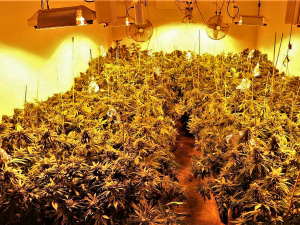 Toxi tým odhalil další nelegální pěstírnu marihuany, na sklizeň tam čekalo 200 kusů vzrostlých rostlin