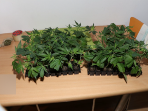 Toxi tým odhalil další nelegální pěstírnu marihuany, na sklizeň tam čekalo 200 kusů vzrostlých rostlin