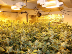 Toxi tým odhalil další nelegální pěstírnu marihuany, na sklizeň tam čekalo 200 kusů vzrostlých rostlin