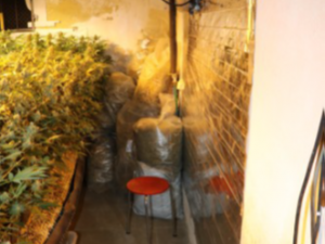 Toxi tým odhalil další nelegální pěstírnu marihuany, na sklizeň tam čekalo 200 kusů vzrostlých rostlin