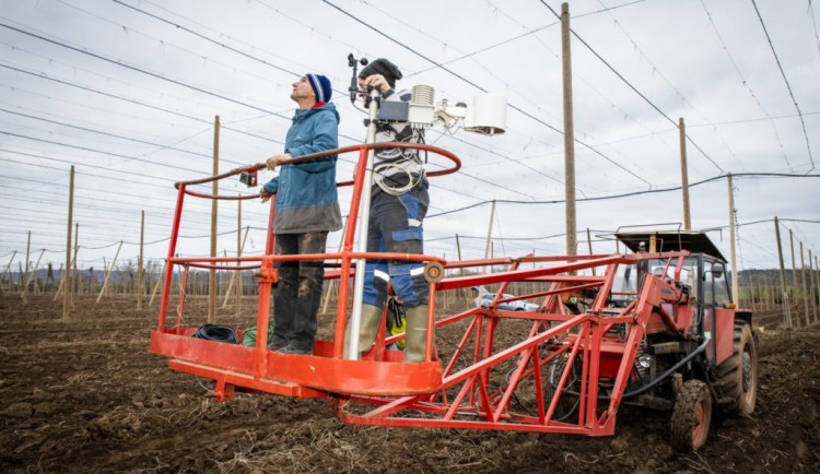 Startuje unikátní projekt na záchranu tuzemského chmele, experti už osázeli chmelnice speciálními senzory 