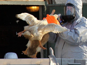 Veterináři odhalili další ohnisko ptačí chřipky, utratili chov na Plzeňsku se 120 kusy drůbeže