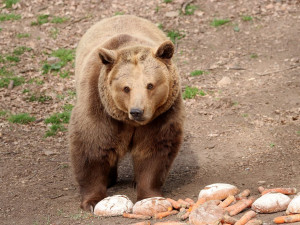 Zvířata i rostliny v ZOO Plzeň ohrožuje voda obsahující nežádoucí látky, pomoci by mohlo napojení na řeku Mži