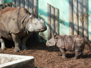 Zvířata i rostliny v ZOO Plzeň ohrožuje voda obsahující nežádoucí látky, pomoci by mohlo napojení na řeku Mži