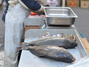 Předvánoční prodej ryb z ekologických chovů na Padrťských rybnících začne 17. prosince